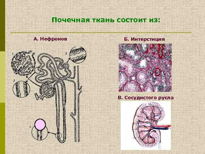 Строение почки интерстициальная ткань. Интерстициальная ткань нефрона. Строение почки межуточная ткань. Составные части почечной ткани. Интерстиций почки