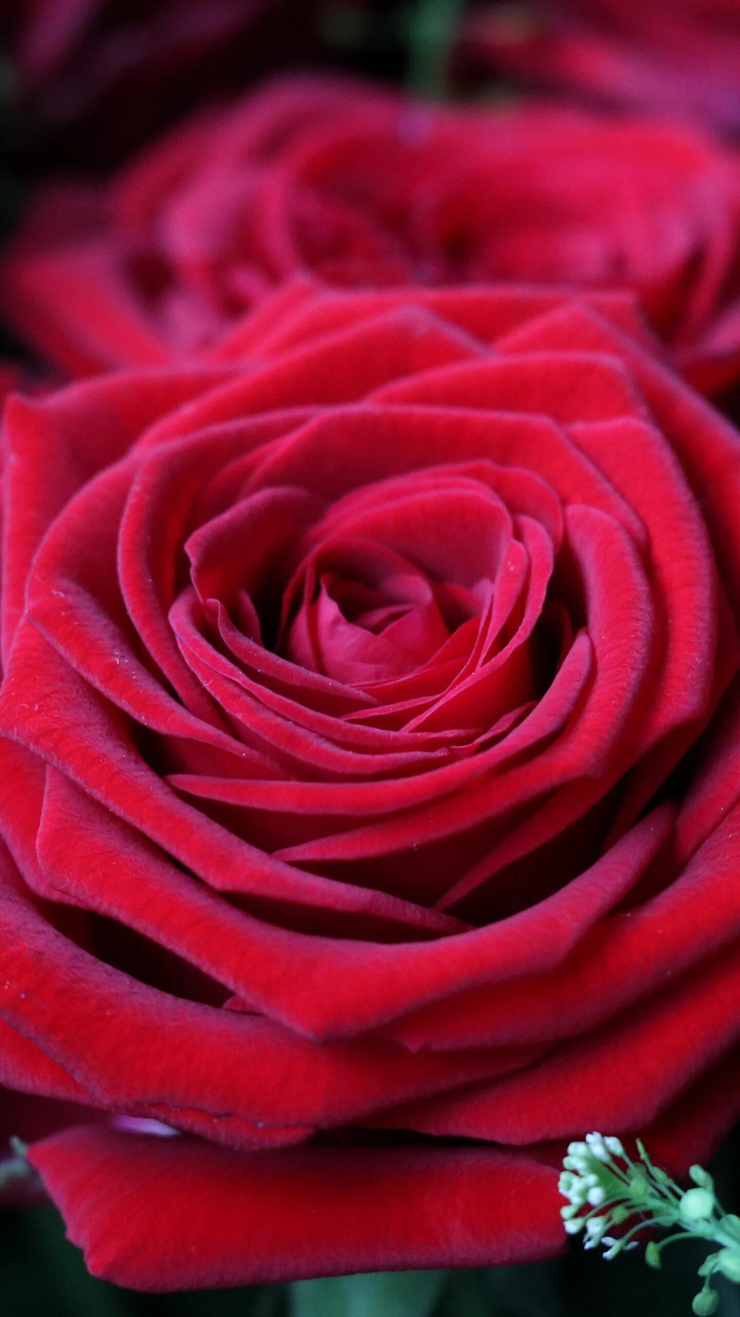 Красивые розы. Красный цветок. Крупные розы. Шикарные красные розы. Розы на телефон вертикальные