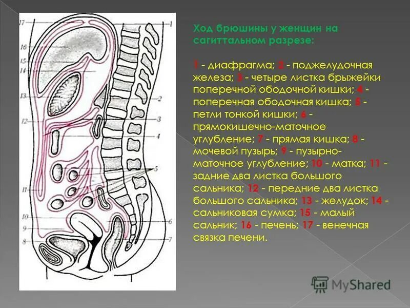 Передний свод. Ход брюшины на сагиттальном сечении. Ход брюшины на сагиттальном топография. Строение брюшины топографическая анатомия. Ход брюшины на сагиттальном разрезе схема.