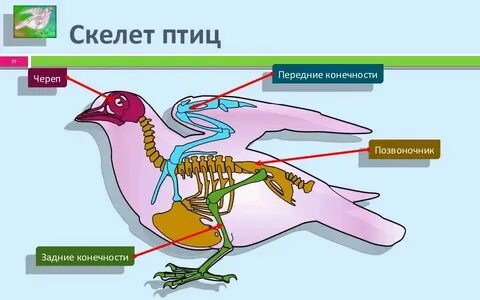 Таблицы особенности строения птицы