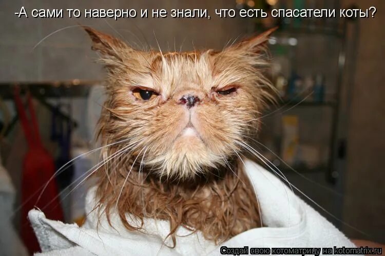 невыспавшись или не выспавшись. шутки про невыспавшихся. невыспавшись или не выспавшись. невыспавшись или не выспавшись. невыспавшаяся сова.