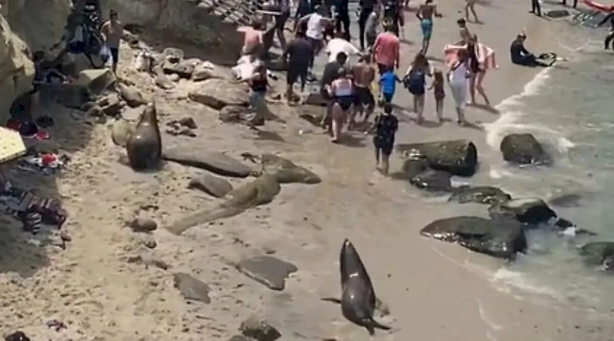 Морской нападение. Нападение морских Львов на пляже. Морской Лев опасен для человека. Морской Лев нападает на человека. Какают морские обитатели.