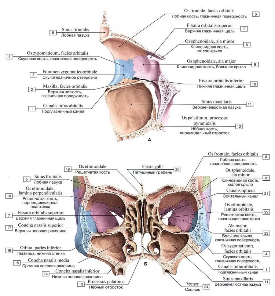 Сообщения глазницы. Скелет полости носа и глазниц вид сзади. Скелет полости носа и глазниц вид сзади анатомия. Носовая полость анатомия череп стенки. Носовая полость анатомия череп.