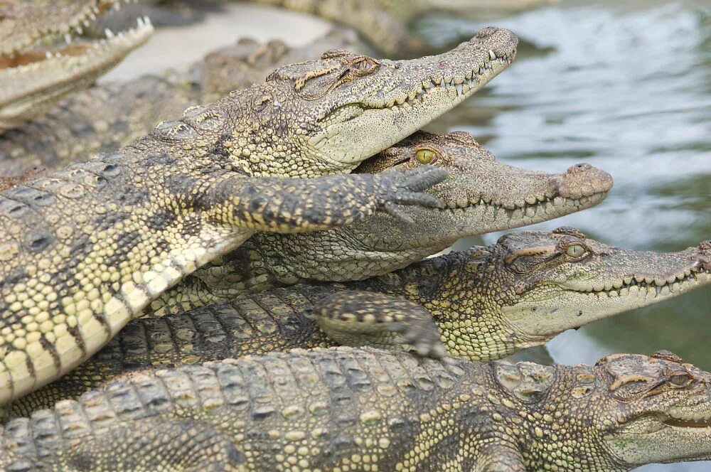Меконг крокодилы. Вьетнам ферма крокодилов.