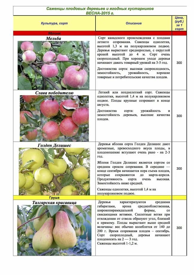 Яблоня Мельба полукарлик. Яблоня на полукарликовом подвое Мельба. Яблоня Мельба срок созревания. Сроки созревания плодов. Сроки созревания яблони