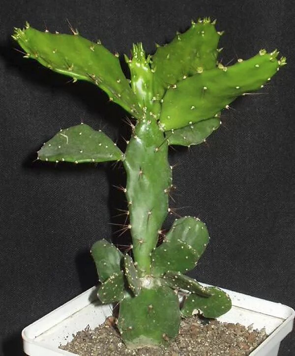 Бразильская опунция кактус. Название листьев кактуса. Опунция клейстокактус. Опунция тортиспина. Опунция колючеплодная.