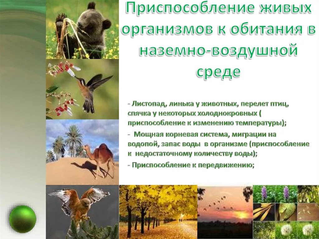 Растения и животные наземно воздушной среды обитания. Приспособленность организмов к наземно-воздушной среде обитания. приспособленность растений к наземно воздушной среде обитания. приспособления к наземно-воздушной среде обитания. приспособление живых организмов в наземно воздушной среде.