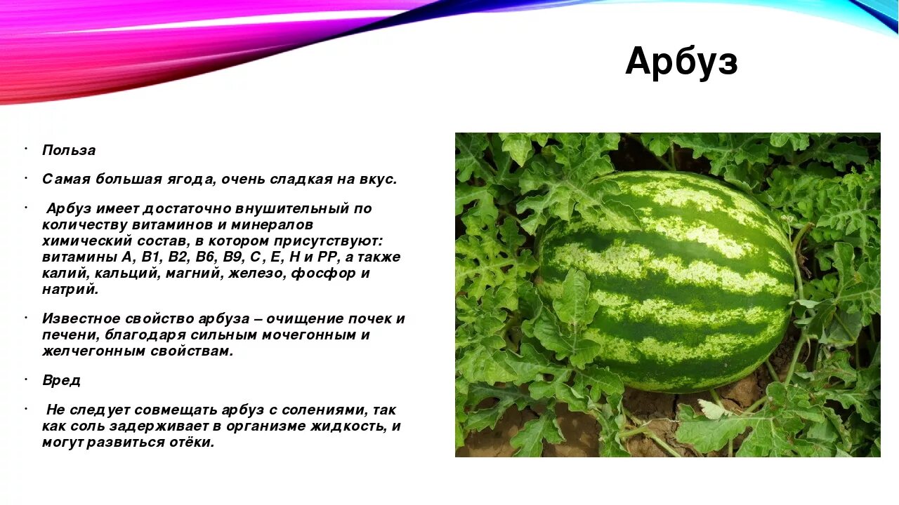 Арбуз содержание витаминов. Чем полезен Арбуз. Польза арбуза. Полезные свойства арбуза. Пол арбуза.