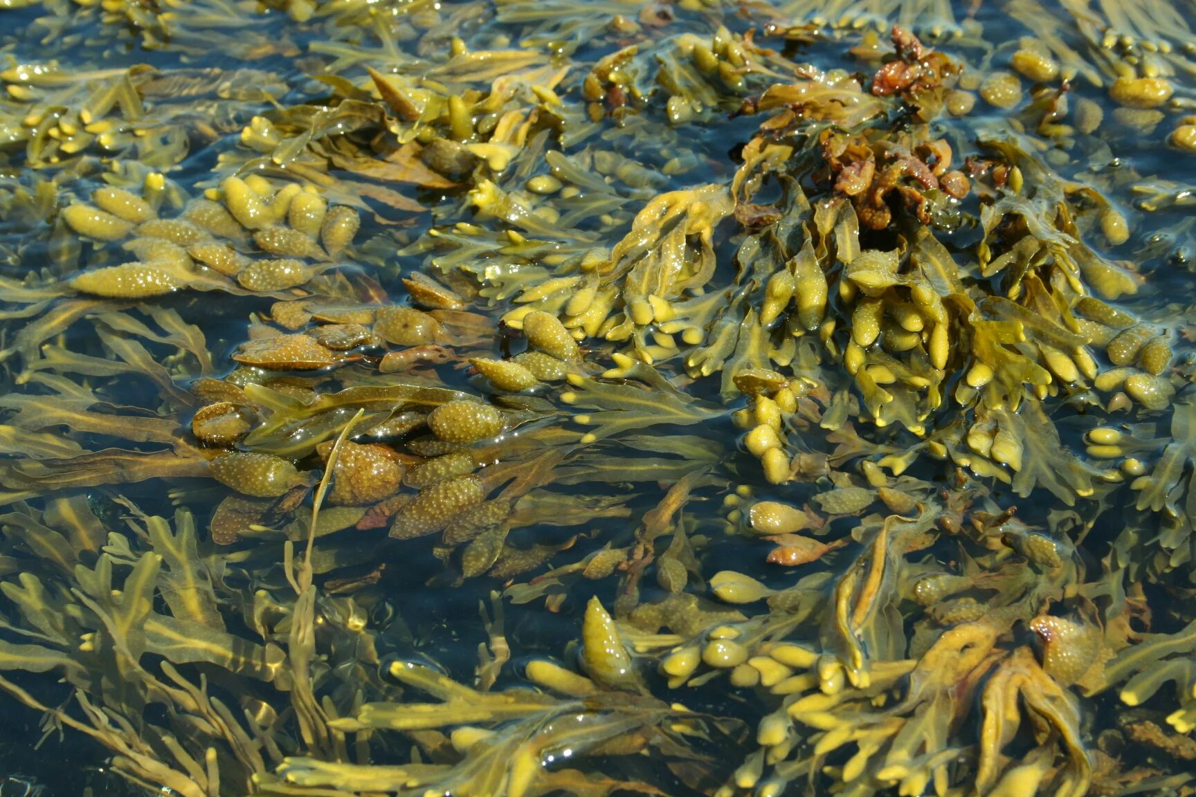 Фукусы морские водоросли