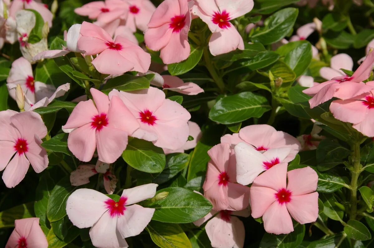 Катарантус. Барвинок катарантус. Катарантус розовый. Catharanthus roseus катарантус розовый. Катарактус