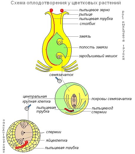 Оплодотворение покрытосеменных растений схема. Схема процесса оплодотворения у растений. Строение двойного оплодотворения цветковых растений. Строение пыльцевого зерна цветковых. Пыльца схема