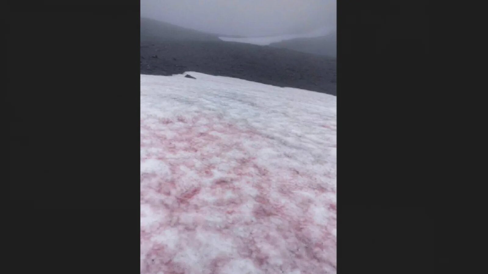 Красный снег водоросли. Розовый снег. Красный снег хламидомонада. Выпал розовый снег