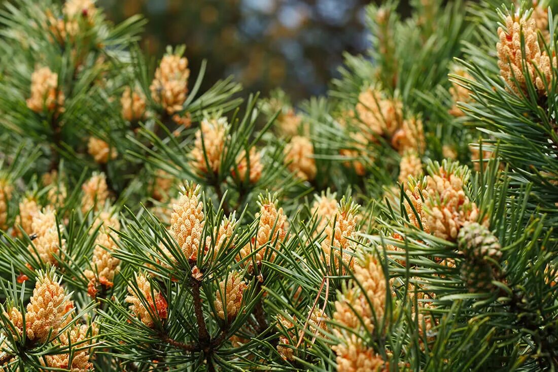 Хвойные пыльца. Pinus sibirica du Tour сосна Сибирская, кедр Сибирский. Пыльцевые побеги сосны. Сосна Кедровая стланниковая. Пыльца пицундской сосны.