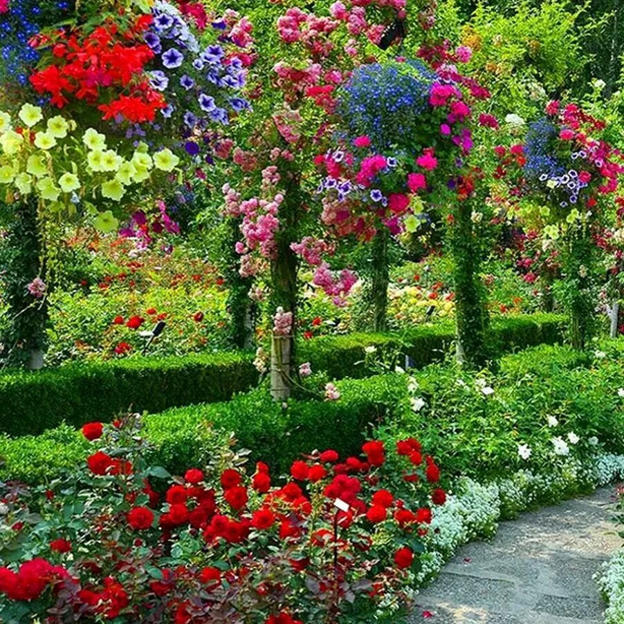 Butchart Gardens, Канада розарий. Сады Бутчартов в Канаде розарий. Сад Бутчартов в Канаде розовый сад.