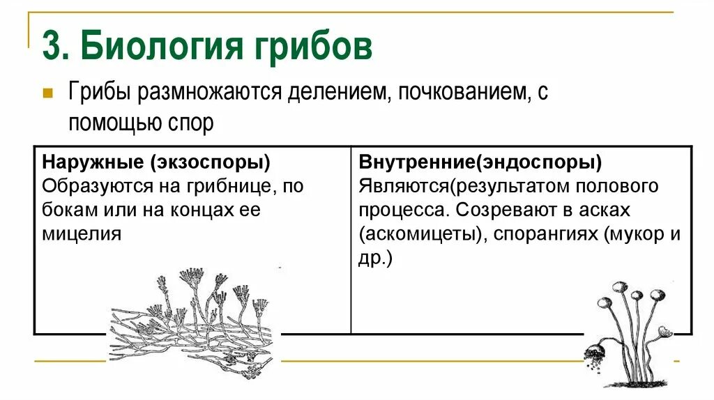 Грибы строение размножение значение. Морфология плесневых грибов. грибы классификация строение. способы размножения плесневых грибов. морфология плесневых грибов и дрожжей.