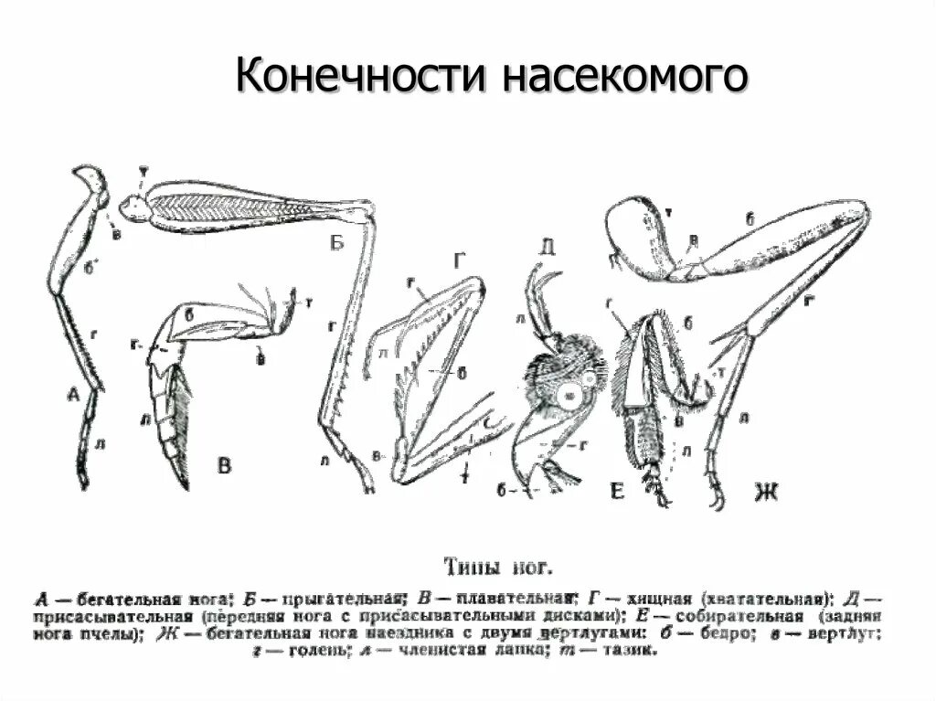 Строение разных типов конечностей насекомых. Класс насекомые строение конечностей. Типы ходильных конечностей насекомых. Бегательные конечности насекомых строение. Конечности пчелы и кузнечика ласты дельфина