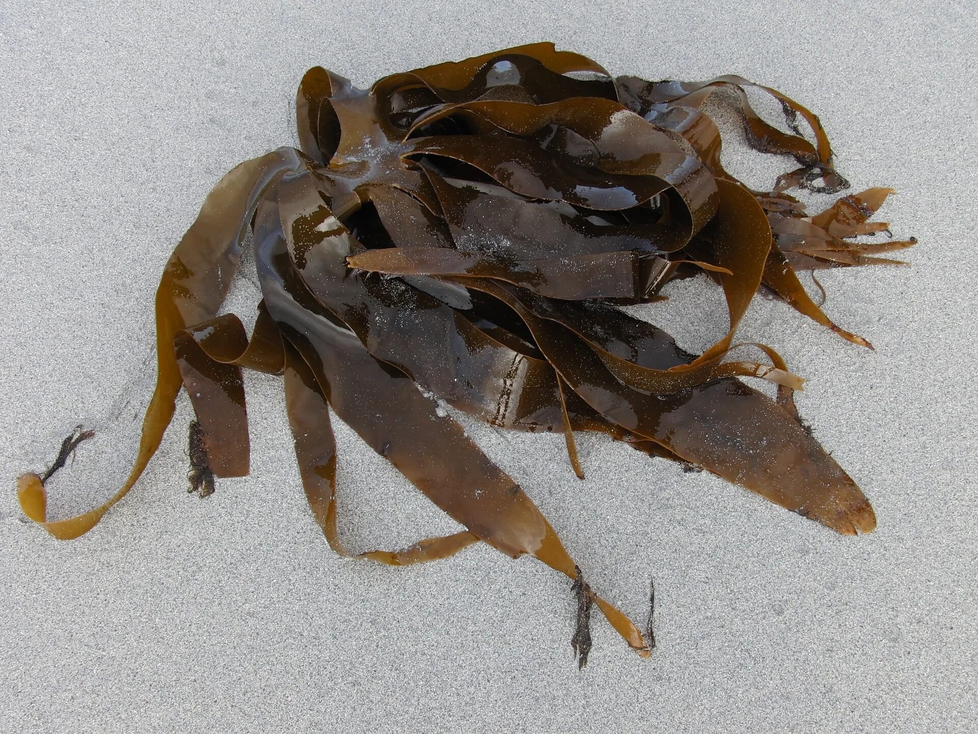 Ламинария это бурая водоросль. Водоросль морская капуста ламинария. Бурые водоросли ламинария. Ламинария Акутус. Морская капуста ламинария в море.