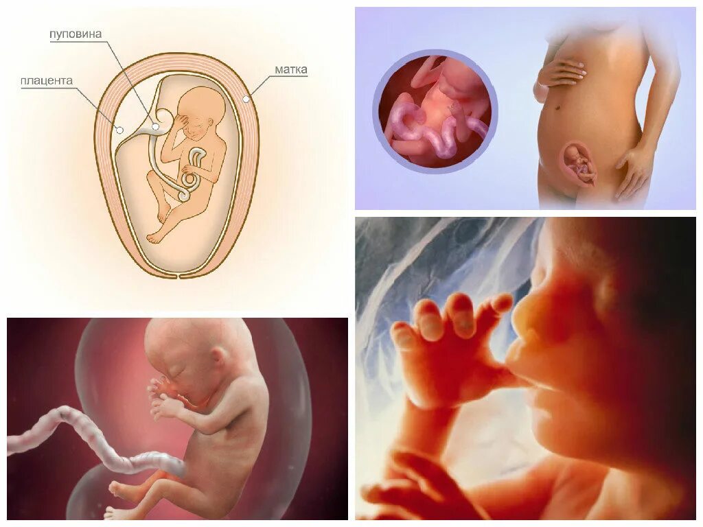 Ребенок на 18 неделе беременности. Эмбрион на 18 неделе беременности. 18 Недель беременности фото плода. Плод ребёнка на 18 недели беременности. Плод на неделях беременности.
