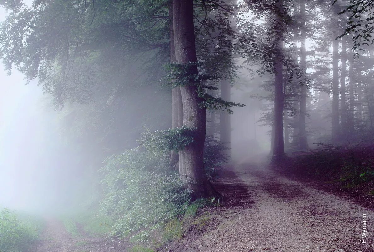 Лес туман лето. Утренний туман в лесу. Утро в лесу. Летний лес в тумане. Утро лес туман.