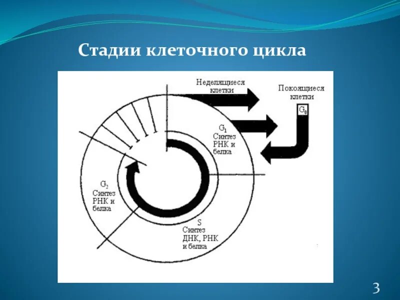 Этапы цикла c. Фазы клеточного цикла. Стадии клеточного цикла клетки. Схема клеточного цикла. Основные этапы клеточного цикла.