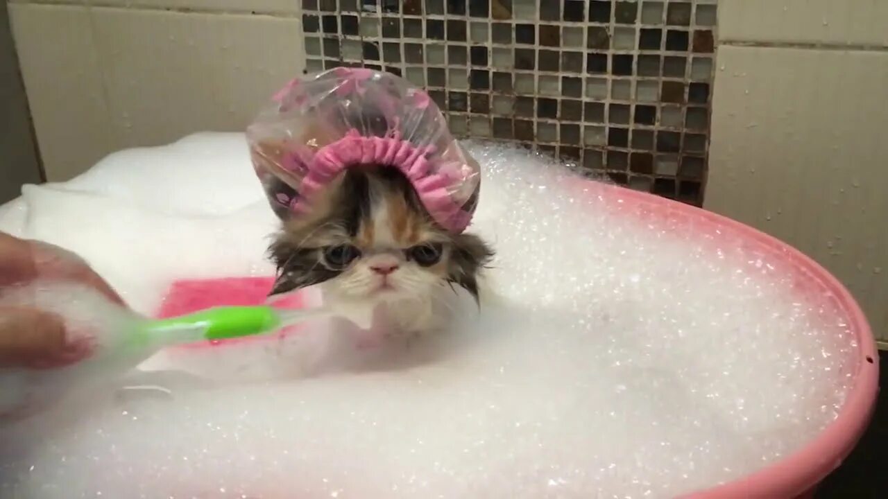 Кот в ванной. Кот моется в ванной. Котик моется в ванне. Котенок моется. Видео коты в ванне