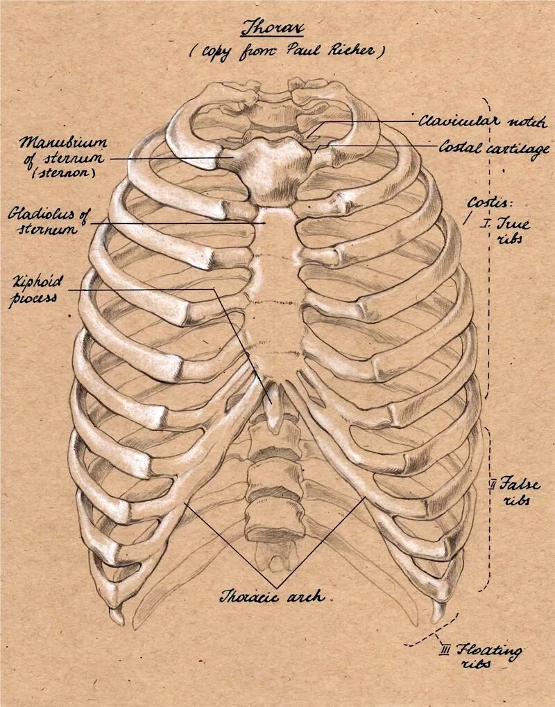 Сколько ребер у человека у женщин. Cavea Thoracis. Ребра анатомия. Ребра человека анатомия. Кости грудной клетки на латыни.