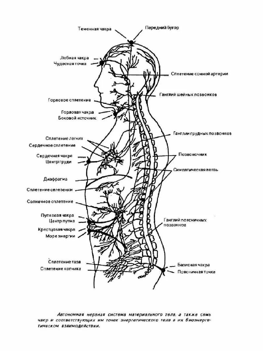 Нервная система человека и чакры. Нервные сплетения человека чакры. Чакры на теле человека схема. Структура и расположение чакр. Значение темени