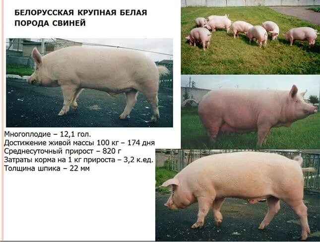 Таблица свиней живым весом. Крупная белая порода свиней хряк. Белорусская белая порода свиней. Свинка ландрас средний вес. Порода свиней ландрас вес.
