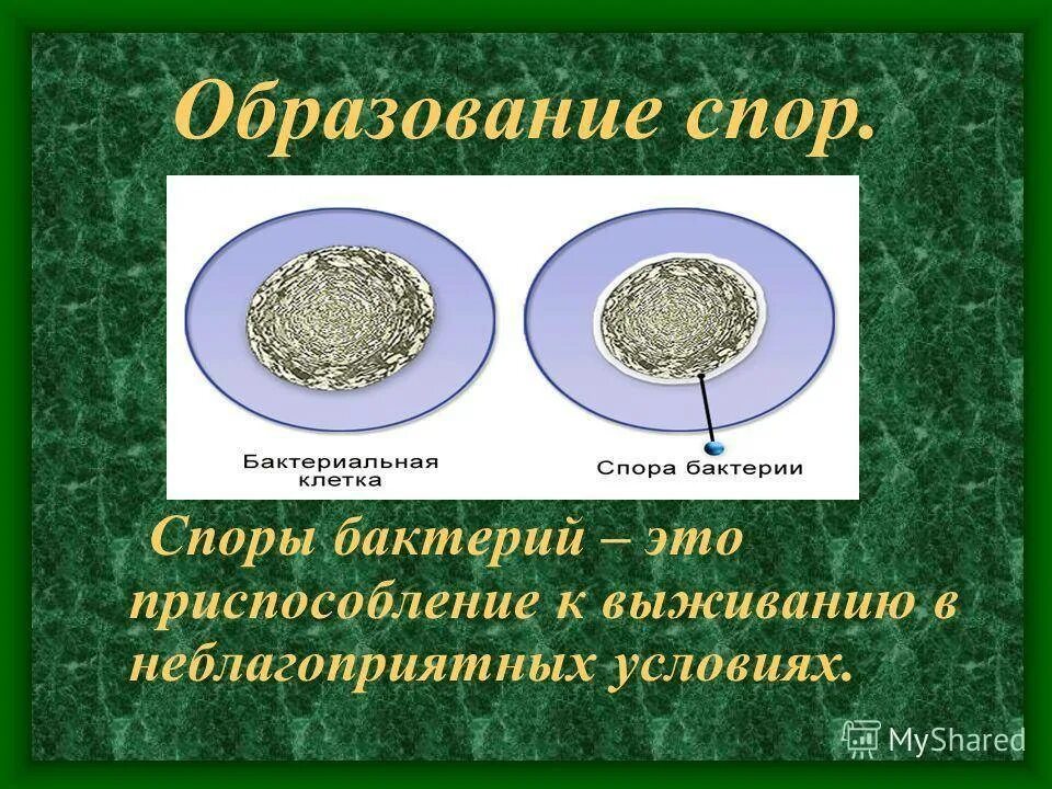 Споры это в биологии бактерии. Спора бактерии. Образование споры у бактерий. Образование спор. Споры бактерий 5 класс