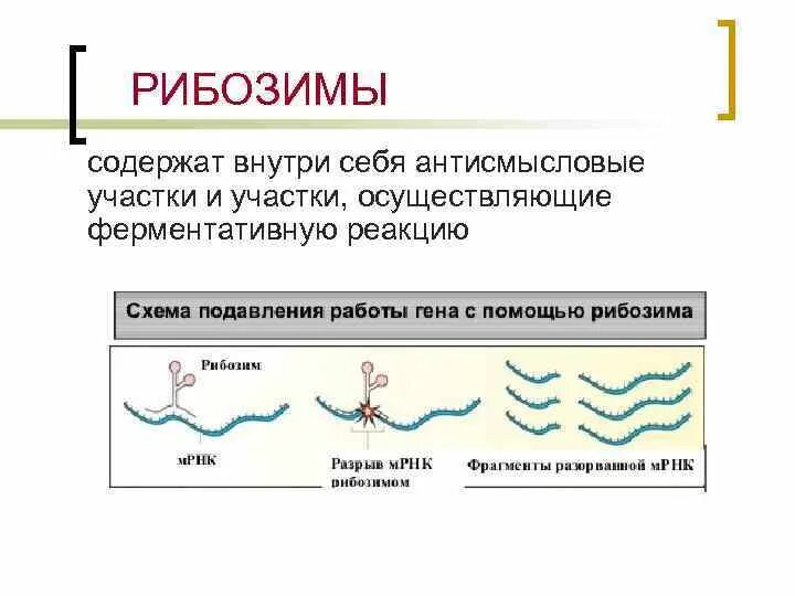Абзимы и рибозимы свойства и особенности. Ферментативная активность рнк. рибозимы. синтетические рибозимы. рибозимы это в биологии. рибозимы структура.