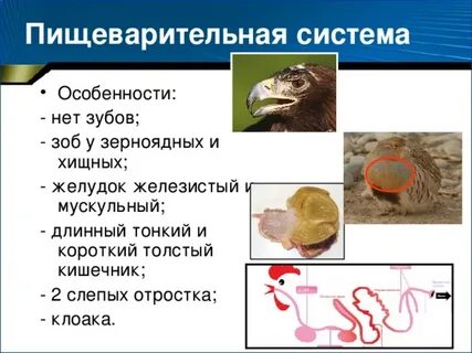 Круглые черви животные особенности пищеварительной системы