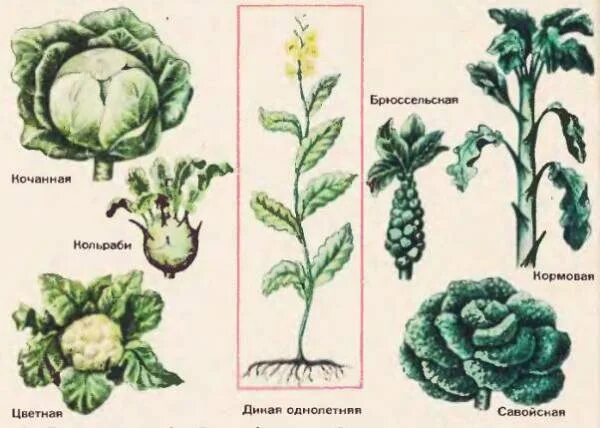 Примеры сортов и пород. Искусственный отбор Дикая капуста. Искусственный отбор растений. Эволюция капусты. Искусственный отбор и брокколи.