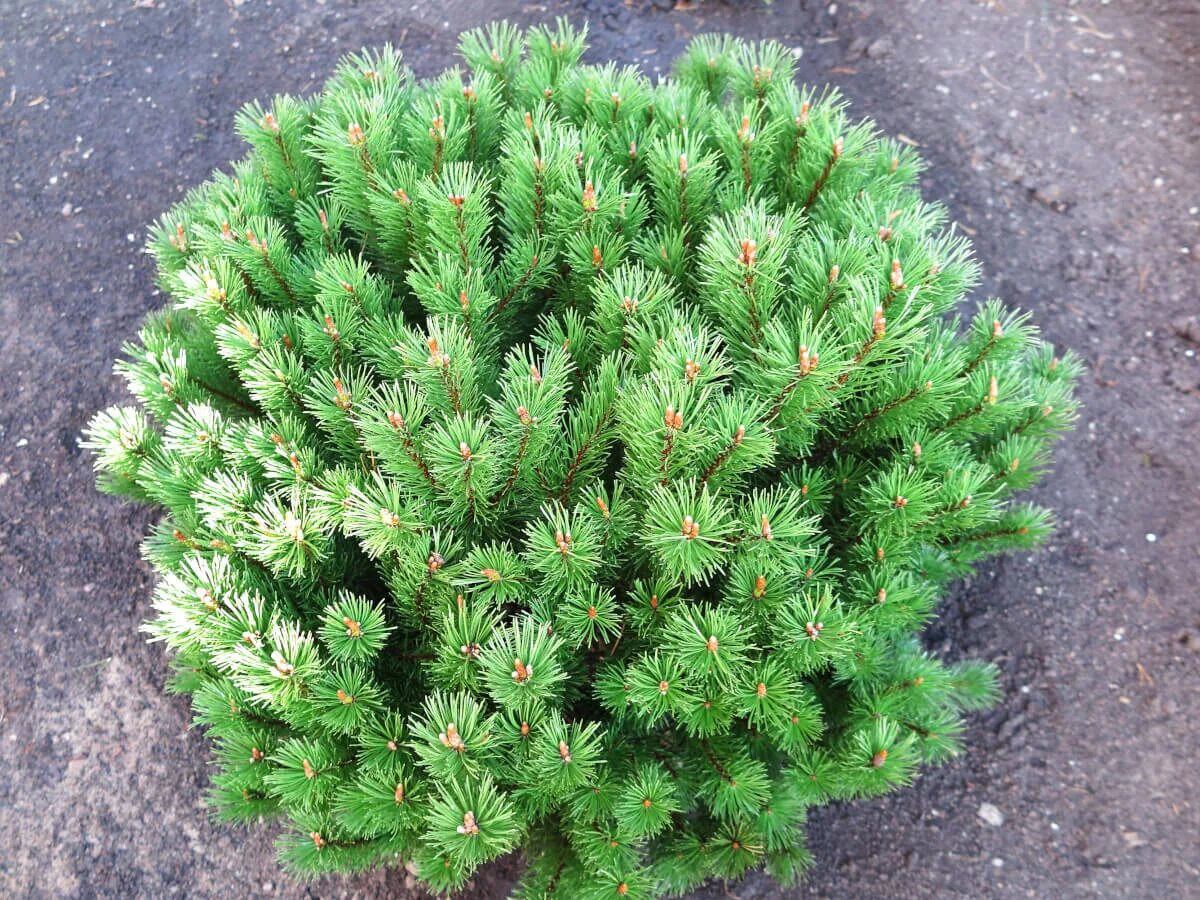 Низкорослые хвойные. Сосна Горная Гном (Pinus mugo Gnom). Pinus mugo (сосна Горная) 'Gnom'. Сосна Горная Муго Муго. Сосна Горная "Gnom" Pinus mugo "Gnom".