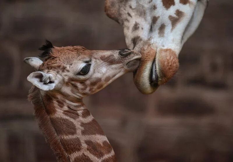 Жираф с детенышем. Детеныш жирафа. Маленькие Жирафики. Жираф показывает язык. Сколько всего детенышей жирафа родилось за два