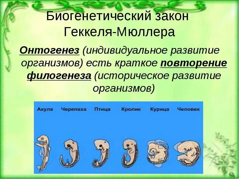 диалектическое развитие анатомия. пасобие по. этапы развития анатомии. этапы развития анатомии и физиологии человека. развитие анатомии в 20 веке.