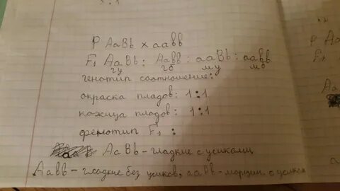 Скрестили два дигетерозиготных растения