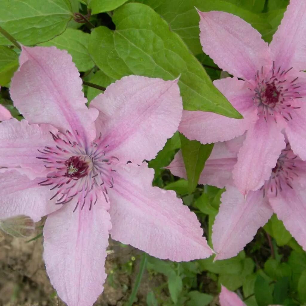 Клематис lawsoniana. Клематис Рижский розовый. Клематис Ялтинский Этюд. Клематис ред Стар. Клематис розовый сорта