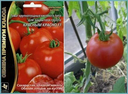 Томат красная гвардия характеристика и описание