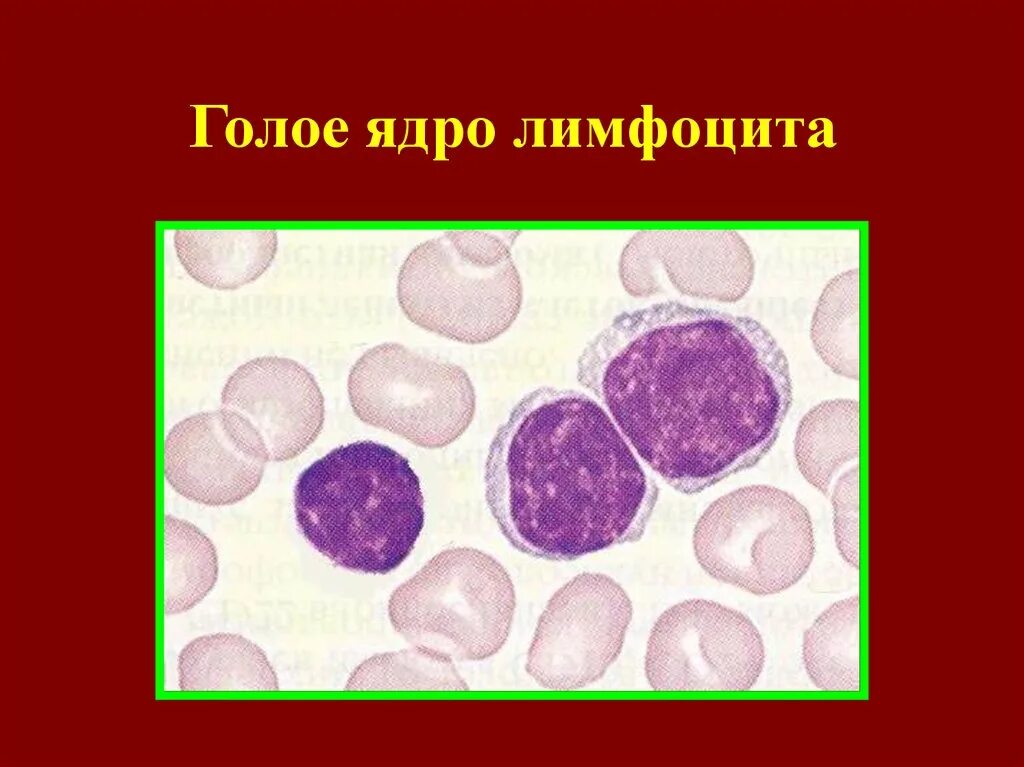 Ядро лимфоцитов