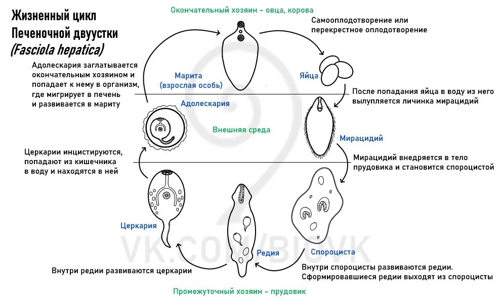 Цикл развития фасциолы печеночной. Стадии жизненного цикла Fasciola hepatica. Жизненный цикл печеночной двуустки. Жизненный цикл паразита печёночный сосальщик. Спороцисты редии