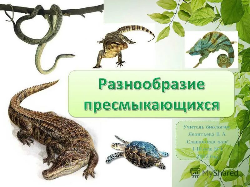 Пресмыкающиеся 1 класс презентация. Разнообразие рептилий. Разнообразие пресмыкающихся. Пресмыкающиеся представители. Многообразие песмыкающих.