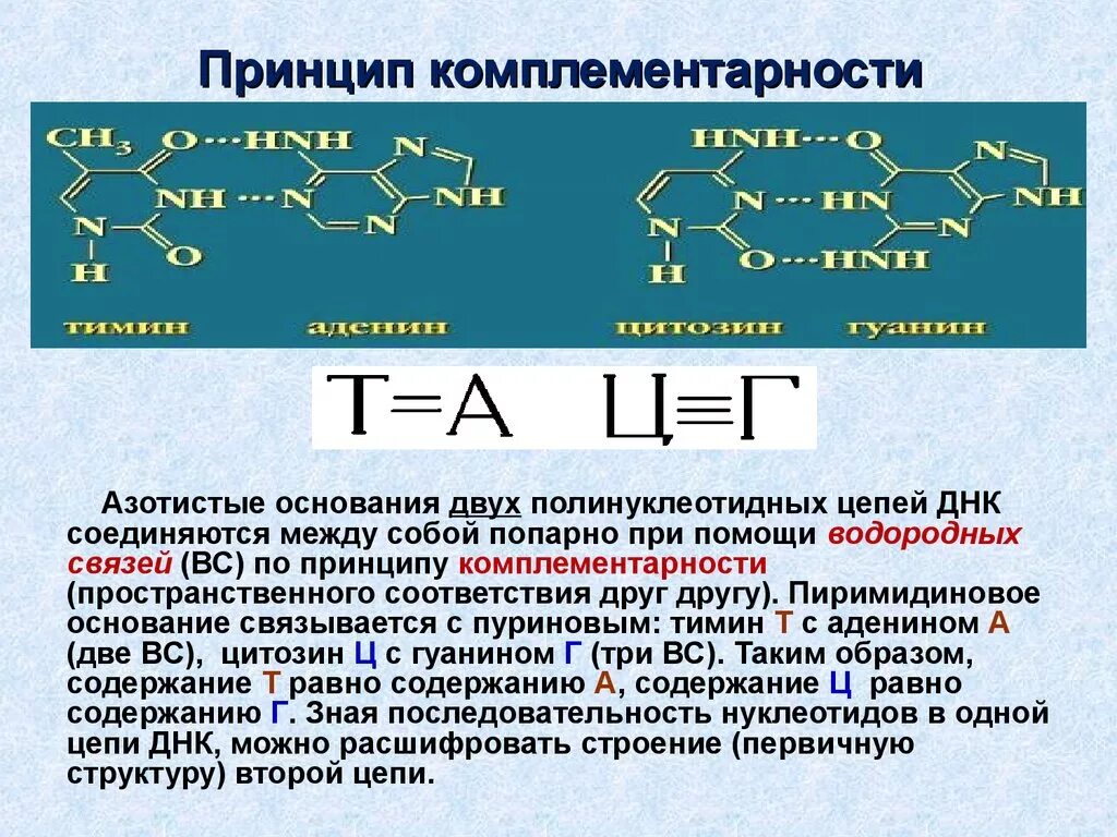 Водородные между азотистыми основаниями. Комплементарные пары нуклеиновых оснований. Принцип комплементарности нуклеиновых кислот. Комплементарность 2 цепей ДНК обусловлена. Принцип комплементарности ДНК И РНК.