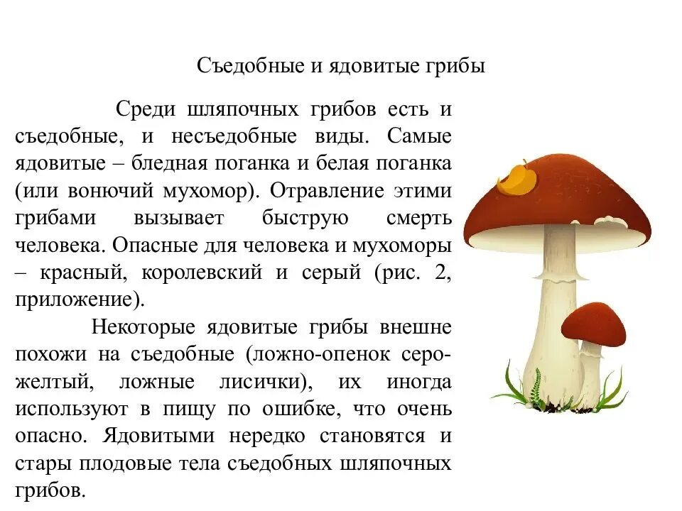 Ядовитые Шляпочные грибы. Сообщение по биологии про ядовитые грибы. Шляпочные грибы съедобные и несъедобные. Не ядовитые Шляпочные грибы.