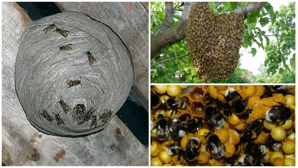 Honey & bumble bee Пчеловодство