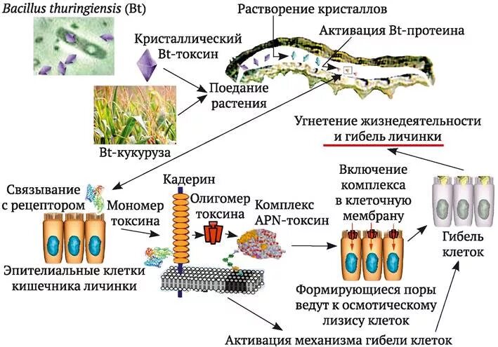 Токсины растение животных. Растительные токсины. фитотоксины. токсины в клетке. токсины высших растений.