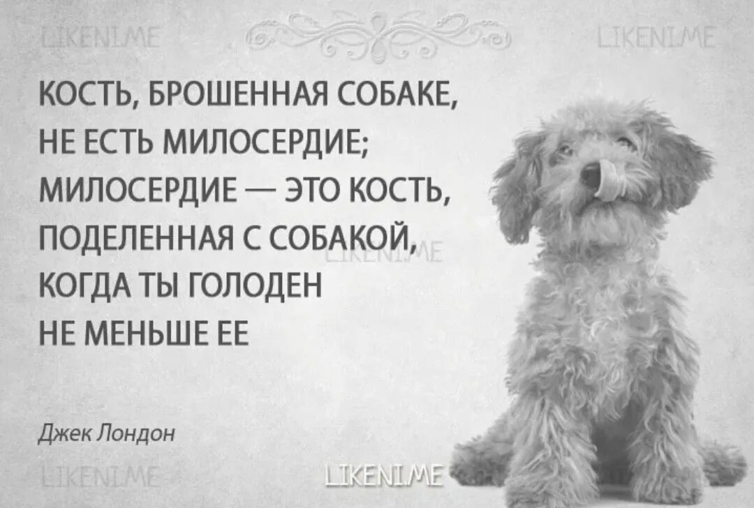 Высказывания о собаках. Цитаты про животных. Высказывания о животных. Фразы про животных. Великие люди о животных.