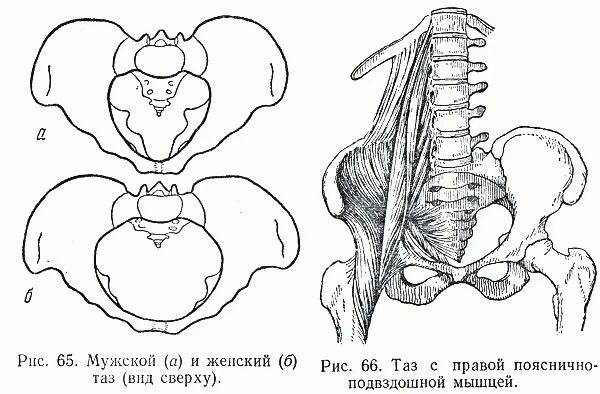 Тазовая кость женская и мужская. Кости таза мужчины и женщины. Скелет таз женский и мужской. Строение женского и мужского таза различия. Расширение таза мужчин