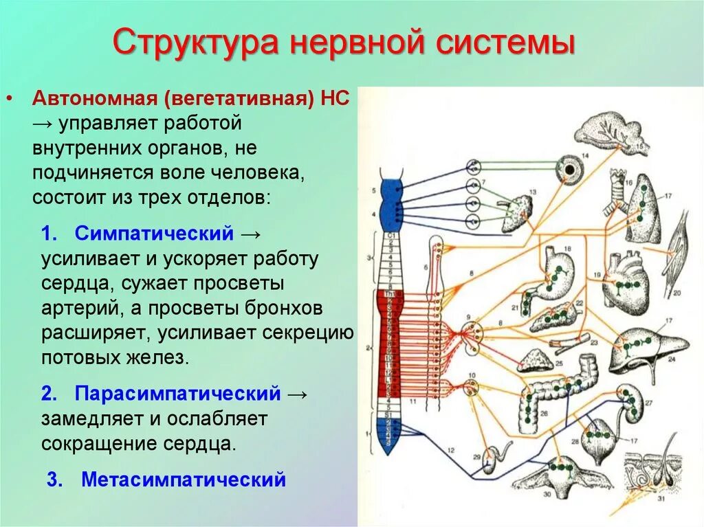 Структура нервной системы. Элементами структуры нервной системы. Схема строения нервной системы.