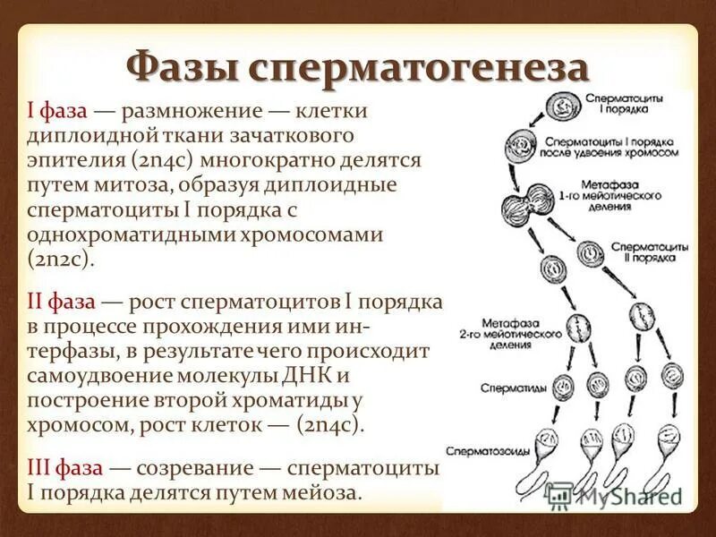 Описание сперматогенеза