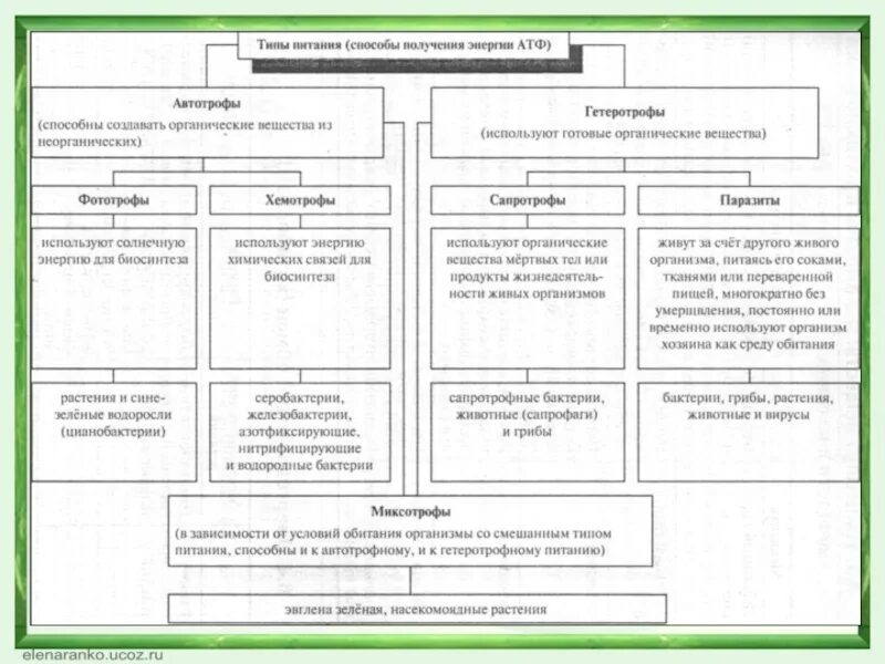 Типы питания организмов таблица. Типы питания схема 10 класс. Типы питания живых организмов схема. Типы питания организмов таблица 10 класс.
